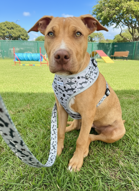 Dog Leash - Shark Tales