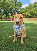 Dog Harness - Shark Tales