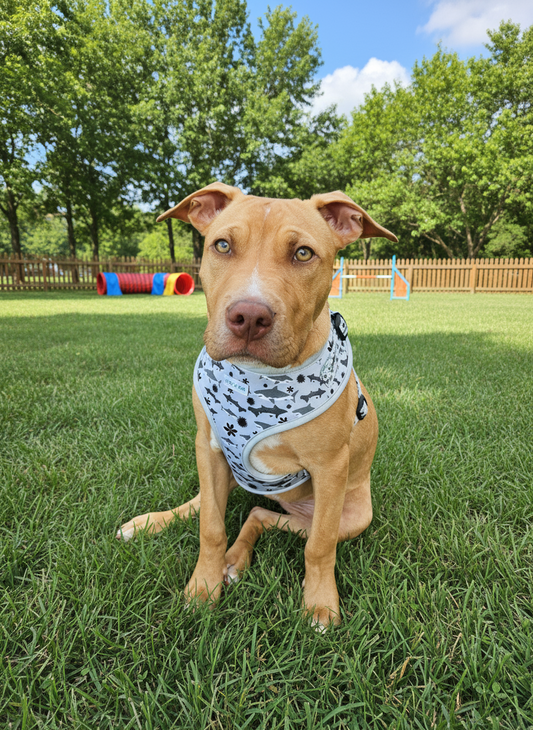Dog Harness - Shark Tales